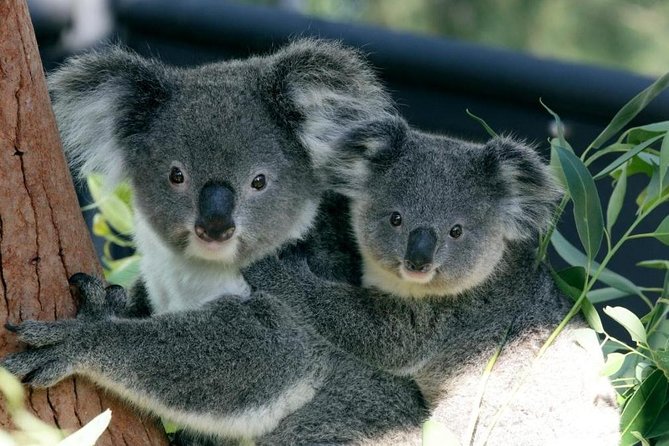 Sydney Harbour Ferry & Taronga Zoo Entry Ticket