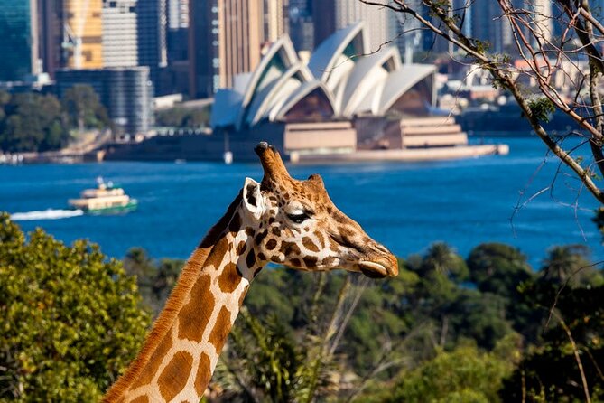 Taronga Zoo Sydney General Entry Ticket